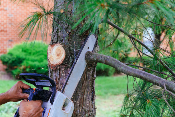 Best Arborist Consultation Services  in Wood Dale, IL